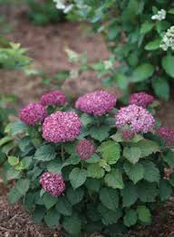 Image result for Leptoderris nobilis