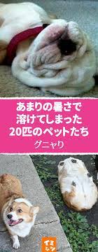あまりの暑さに溶けてしまった20匹のペットたち 10枚目は思わず吹いた 笑える 犬 ペット 面白画像 猛暑 夏 暑い 暇つぶし 夏の暑さに弱いのは私たち人間だけではありません 人間と生活を共にするペットだって暑さは大の苦手 今回みなさんにご紹介するの