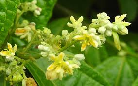 Image result for Grewia praecox