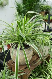 Fur Alle Plantlover Tag Der Zimmerpflanze Zimmerpflanzen Pflanzen Grun