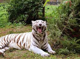 Tigers need a lot of space to climb, swim and jump. Good Morning Big Cat Rescue Friends Sapphire Tiger Is So Excited It Is Sunday Have A Wonderful Day Everyone Big Cat Rescue Big Cats Cat Abuse