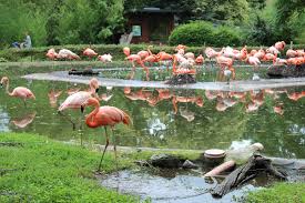 Hervorgegangen ist der zoologische garten aus dem dresdner. Zoo Dresden Flamingos Ziehen In Neue Voliere Dresdner Stadtteilzeitungen