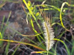 Image result for Dichanthium sericeum