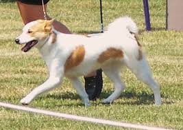 For something from a show dog breeder that amount will go up significantly. Norrbottenspets Sweden S Secret Spitz Breed Overview