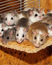 How To Get Rid Of Rats With Homemade Poison Dengarden Home And Garden
