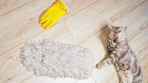 Maybe you would like to learn more about one of these? Avoir Une Maison Saine Avec Un Chat C Est Possible Femme Actuelle Le Mag