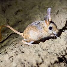 There only a few species present in the dry and drought locations that have cacti occur in a wide range of shapes and sizes and they mostly occur in the dry desert and drought animals such as deers, squirrels, birds, beetles, tortoises, pack rats, javelinas, antelopes. 17 Desert Animals And Their Amazing Adaptations