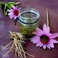 The Power of Echinacea: Herbal Tincture Workshop event image