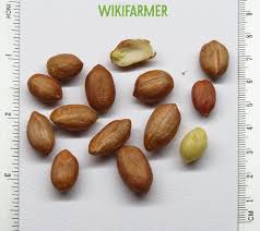 Image result for Arachis