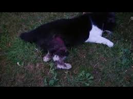 (2006) budakeszi srácok (2006) eszter hagyatéka (2008) intim fejlövés (2008) így, ahogy. Megcsonkitottak Szetkaszaboltak Egy Macskat Ersekvadkerten 24 Hu