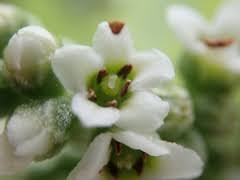 Image result for Heliotropium harareense