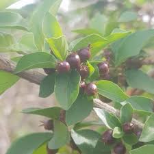 Image result for Feretia aeruginescens