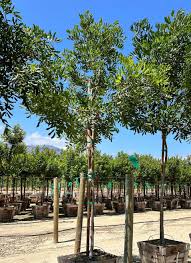 Image result for Cupaniopsis