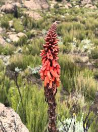 Image result for Kniphofia thomsonii