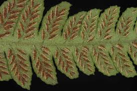 Image result for Deparia