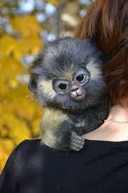 Animal Realistic Plush Toy Monkey Yasha Etsy Toy Monkey Realistic Stuffed Animals Pet Kitten