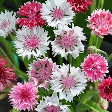 Pin On Flowers Multicolored