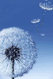 More images for wallpaper bunga bergerak android » Wallpaper Whatsapp Bunga Keren 1000 Image Bunga 3d 4d Hd