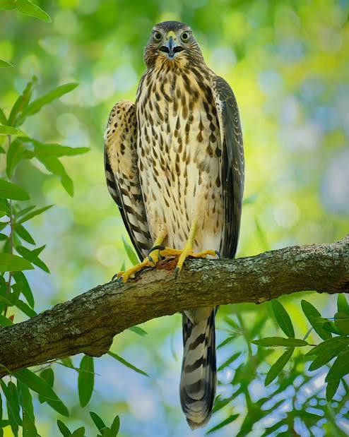 GALVESTON.COM: Cooper's Hawk - Galveston, TX