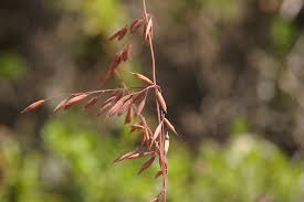 Image result for Setaria lindenbergiana