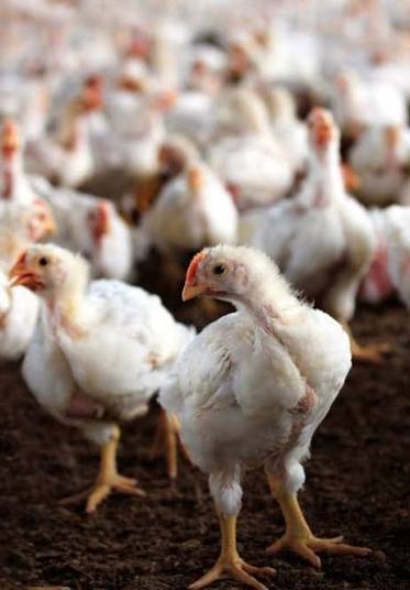 إحذر النوع ده من الفراخ 🐔 ❌ فراخ صغيرة أوزانها لا تتعدى ال ٨٠٠ جرام لحم  صافي بعد الذ-*بح بتتسوق على إنها لذيذة فى الشوى أو الحشو وبتستوى بسرعة ،  وفى الغالب