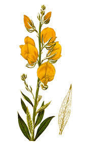 Image result for Crotalaria juncea