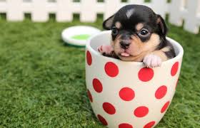 Remember to checkout all the different breeds of puppies. 10 Cutest Puppy Videos Lovetoknow