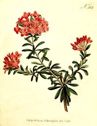 Image result for Synandrodaphne