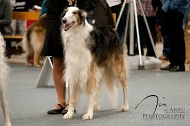 Borzoi Rajalinjan Halis Sighthound Borzoi Deerhound