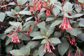 Beds and borders, city, containers, cottage/informal. Shade Gardening Plants Zone 9