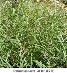 Image result for Rottboellia