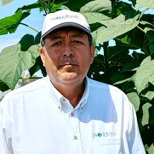 ATENCION MEXICO 🇮🇹🌳 Nuestro proyecto maderable con el árbol de Paulownia  esta disponible en la regiones del sur de Veracruz, Oaxaca, Cuenca del  Papaloapan y cuenca de Coatzacoalcos, norte de Tabasco y