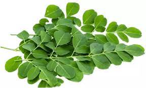 La milonga es un género musical folclórico rioplatense, típico de argentina, uruguay y rio grande do sul. Malunggay Moringa Leaves 250g Lazada Ph