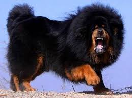 Tibetan Mastiff Tibet Mastif 2020 Tibet Mastifi Kopek Kopek Turleri