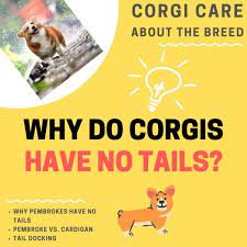 Maybe you would like to learn more about one of these? Why Do Corgis Not Have Tails The Ridiculous Controversy Of Tail Docking Corgi Adoption