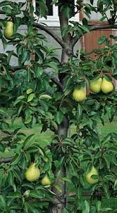 Pears bear much of their fruit at the tip of the stem (terminal). My Pear Tree Won T Produce Fruit Monty Don Answers Your Gardening Questions Daily Mail Online