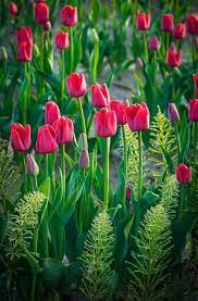 Pin By The Baglady On Pinks Purples Silvers And Blues Tulips Flowers Flower Garden Pretty Flowers