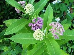 Image result for Asclepias palustris