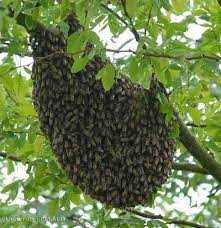 Beach city pest control provides safe and effective insect and rodent pest control services in pacific palisades and surrounding areas. Santa Monica Bee Removal 24 7 Free Estimates 213 928 7764 Posts Facebook