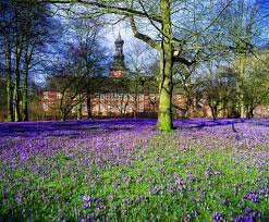 Krokusblutenzeit In Husum Jedes Jahr Im Fruhjahr Erstrahl Husum In Einem Lila Blutenmeer Husum Nordsee Ausflug