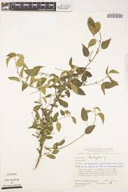 Image result for Acalypha psilostachya