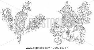 Click the download button to find out the full image of angry birds. Coloring Pages Vector Photo Free Trial Bigstock