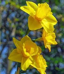Narcissus Trevithian Daffodil Trevithian Jonquil Trevithian Jonquil Daffodils Jonquilla Daffodils Spri Yellow Spring Flowers Narcissus Flower Daffodils