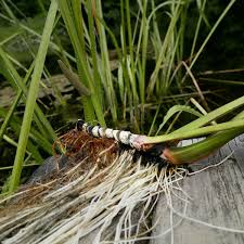Image result for Calamus deerratus