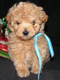 Pomapoo Apricot Color Baby Puppies Cute Dogs Cute Animals
