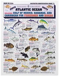 waterproof fish id charts for saltwater bass pro shops