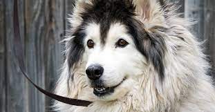 Long haired dog breeds medium. Long Haired Dogs Top Breeds And Grooming Needs Petfinder