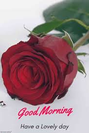 Best Good Morning Hd Images Wishes Pictures And Greetings Good Morning Flowers Good Morning Images Hd Good Morning Flowers Pictures