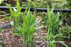 Image result for Dracaena aubryana