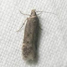 Image result for Bryotropha similis